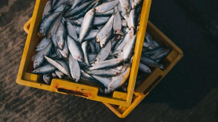 MP में बाढ़ प्रभावित मछुआरों को दी जाने वाली वित्तीय सहायता बढ़ी, Photo:pexels