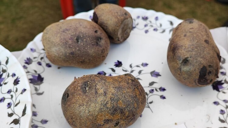 सलाद में होता है इस आलू का उपयोग