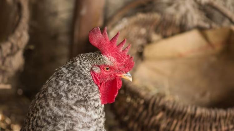 पोल्ट्री फार्म में बायोगैस का इस्तेमाल, फोटो साभार: Freepik