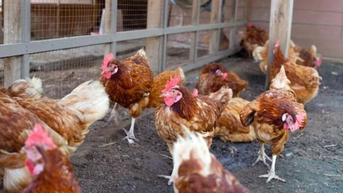 बोकारो जिले में बर्ड फ्लू से 400 से अधिक मुर्गियों की मौत, फोटो साभार: Freepik