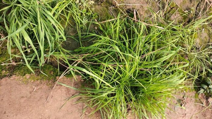 रबी सीजन की घास पोवा अनोवा में पहुंचा धान के बौनेपन के लिए जिम्मेदार वायरस. (Photo-HAU)