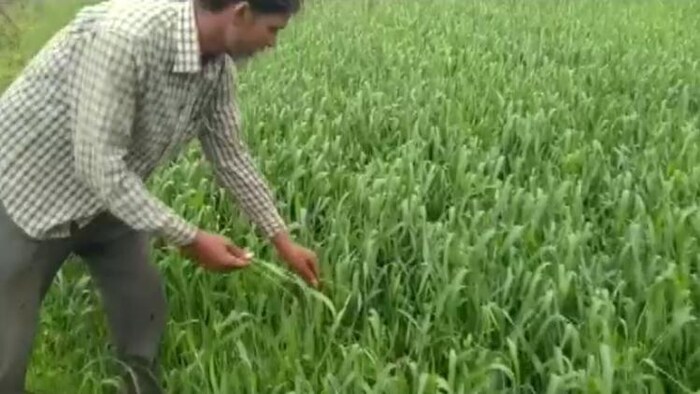 गेहूं की फसल पर गर्मी की मार
