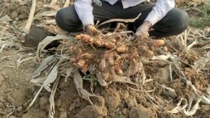 धौलपुर के किसान ने जैविक हल्दी से पाई बेहतर कमाई