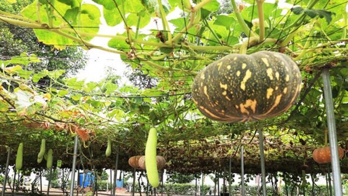 उत्तर प्रदेश का राजभवन उद्यान