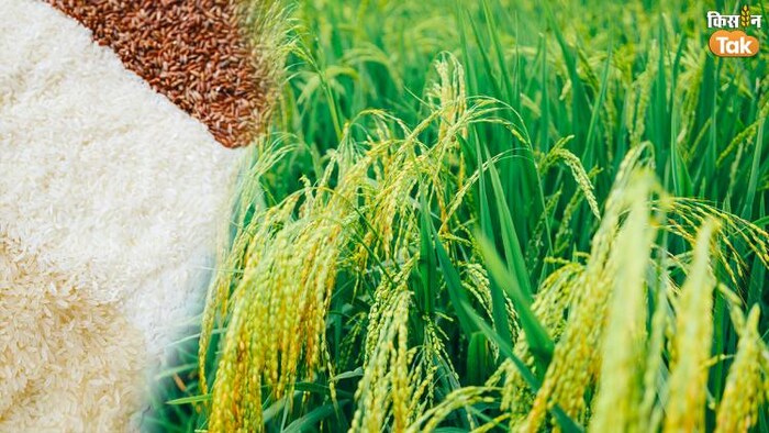 अंतरराष्ट्रीय बाजार में 11 साल के सबसे ऊंचे स्तर पर चावल का भाव, फोटो: किसान तक