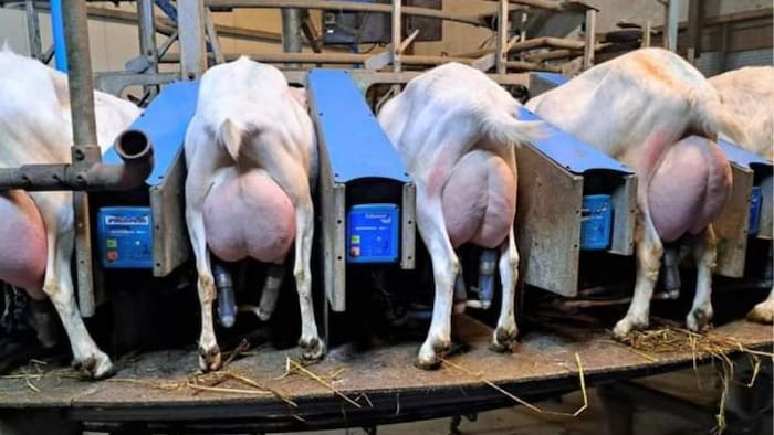 नीदरलैंड्स की सानेन नस्ल की बकरी दूध देती हुईं.