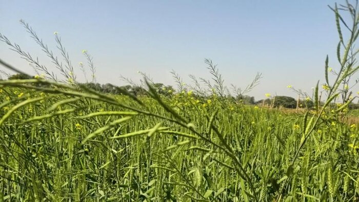 मेरी पॉलिसी मेरा हाथ योजना के तीसरे चरण की शुरुआत, फसल की तस्वीर