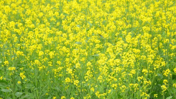 सरसों में माहु को लेकर किसान रहे सतर्क