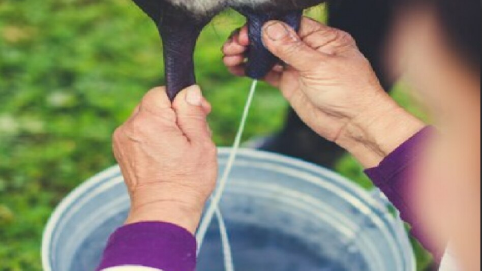 MP: गोपाल पुरस्कार प्रतियोगिता के विजेता हुए घोषित, सबसे अधिक दूध देने वाली गाय को मिला पुरस्कार MP: गोपाल पुरस्कार प्रतियोगिता के विजेता हुए घोषित, सबसे अधिक दूध देने वाली गाय को मिला पुरस्कार