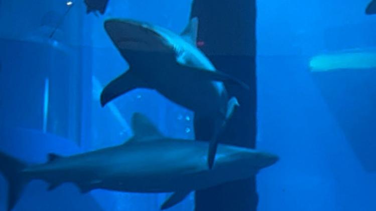 मछलियों का प्रतीकात्मक फोटो.