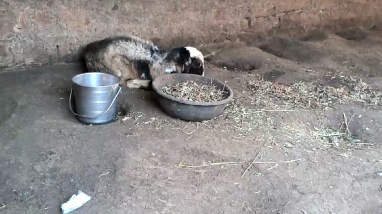 छ्त्तीसगढ़: दुर्ग में 51 भेड़ों की रहस्यमयी मौत, गले और शरीर पर मिले चोट के निशान