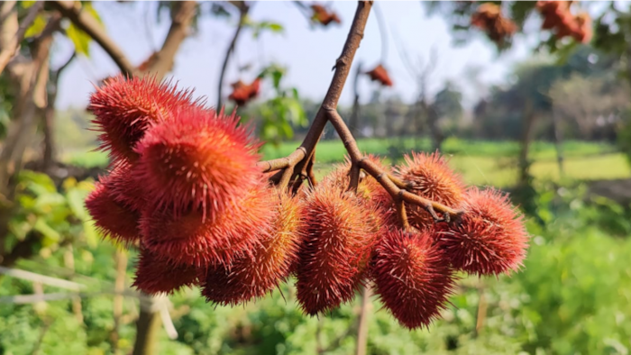 सिंदूर का पौधा