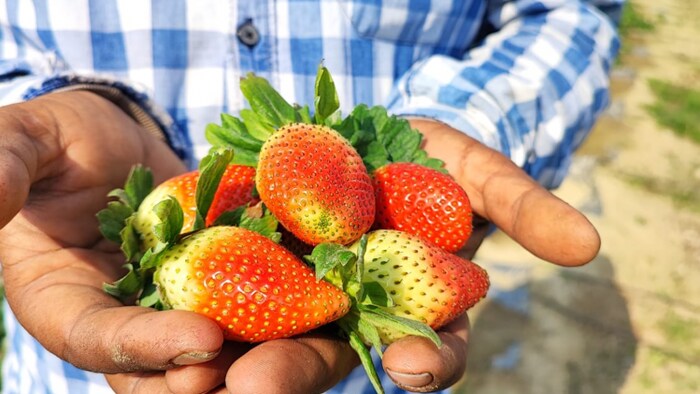 स्ट्रॉबेरी की खेती