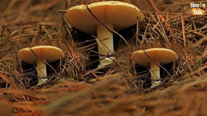 पुआल मशरूम की खेती में बंपर कमाई की संभावनाएं हैं