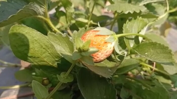 झारखंड में स्ट्रॉबेरी की खेती को मिल रहा बढ़ावा