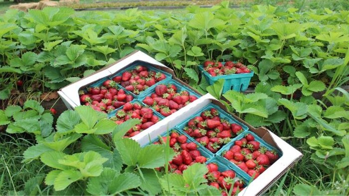 स्ट्राबेरी की खेती