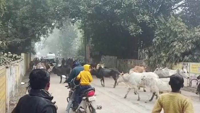 यूपी में छुट्टा पशुओं की समस्या गंभीर हो गई है