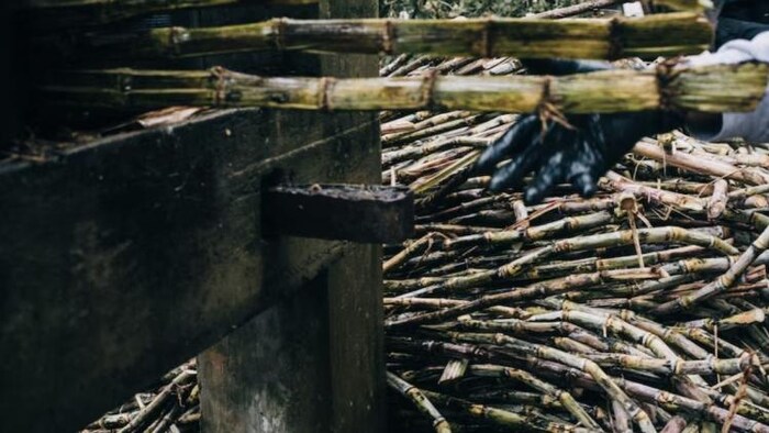 यूपी सरकार का दावा, किया गन्ना किसानों के बकाया का रिकॉर्ड भुगतान (साभार: फ्रीपिक)