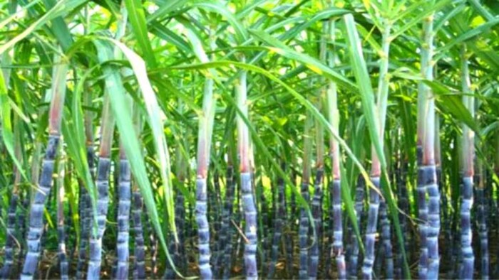 खराब मौसम की वजह से गन्ने की पैदावार पर असर