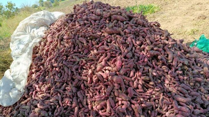 महाशिवरात्रि पर्व पर किसानों को शकरकंद का अच्छा दाम मिलने की उम्मीद है.