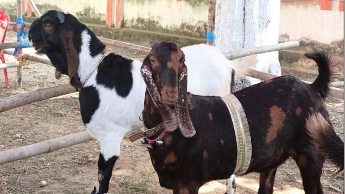 तोतापुरी व सिरोही नस्ल की बकरी