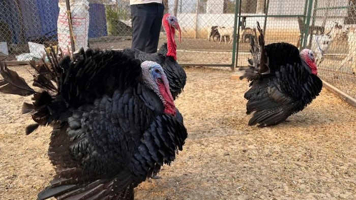 टर्की पक्षी पालने से मीट और अंडा व्यवसाय में फायदा लिया जा सकता है