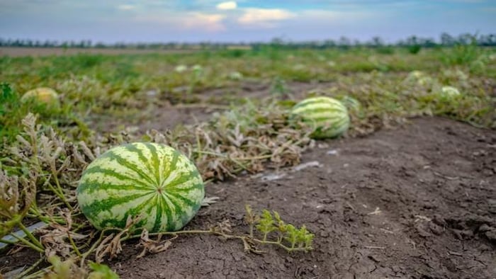 जायद ऋतु में उगाए जाने वाले तरबूजे की तस्वीर, photo:freepik
