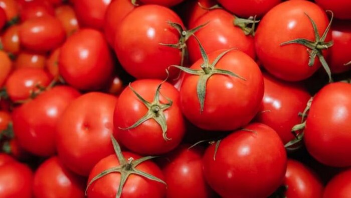 किसानों को टमाटर का नहीं मिल रहा हैं उचित दाम.