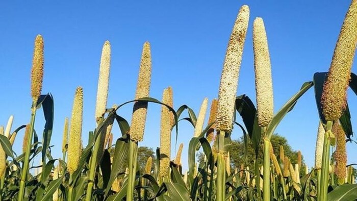 राजस्थान के गुड़ामालानी में खुलना है देश का पहला बाजरा अनुसंधान केन्द्र.