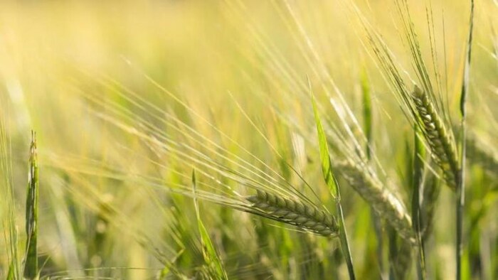 कई फसलों की किस्में हुईं विकसित, फोटो साभार: pexels