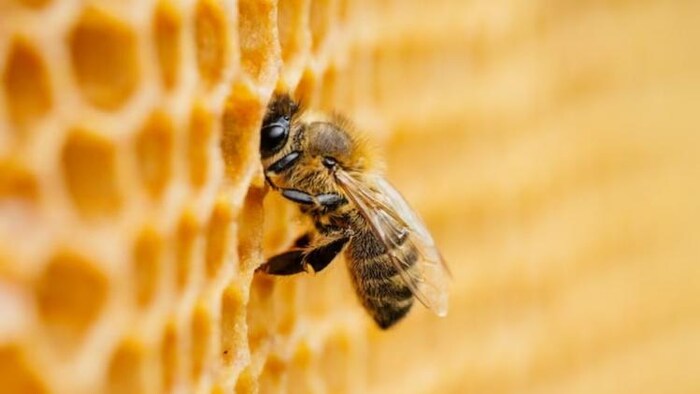 हरियाणा में मधुमक्खी पालन कर रहे किसान जल्द करा लें रजिस्ट्रेशन, फोटो साभार: freepik