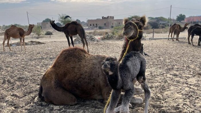 टीबी सहित कई बीमारियों में फायदेमंद है ऊंटनी का दूध. फोटो- माधव शर्मा