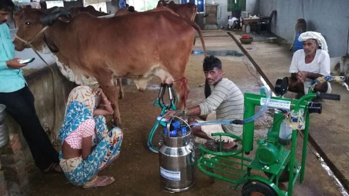 मिल्किंग मशीन की मदद से दूध दुहते पशुपालक