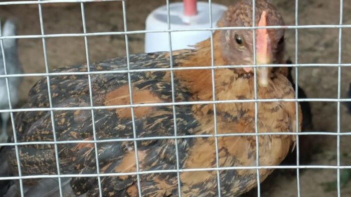 बोकारो जिले में बर्ड फ्लू की पुष्टि फोटोः किसान तक