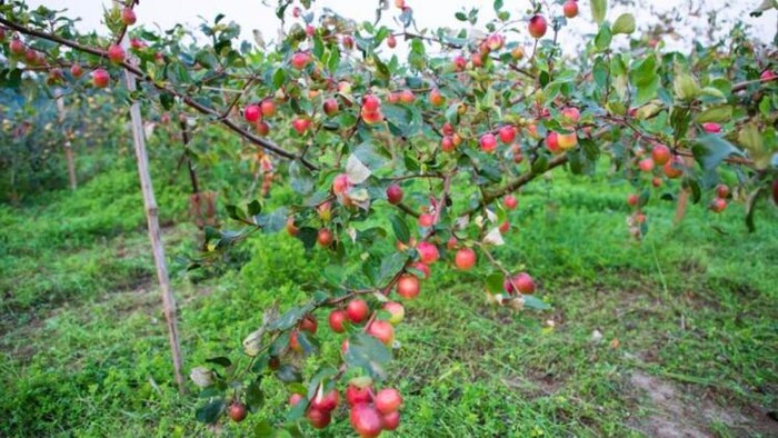 बेर उत्पादन में देश में सबसे अव्वल मध्य प्रदेश, फोटो साभार: freepik