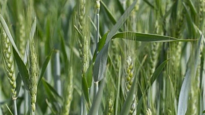 इस बार सर्दियों में भी नहीं हुई बारिश, गेंहू की फसल पर क्या होगा असर           फोटोः किसान तक