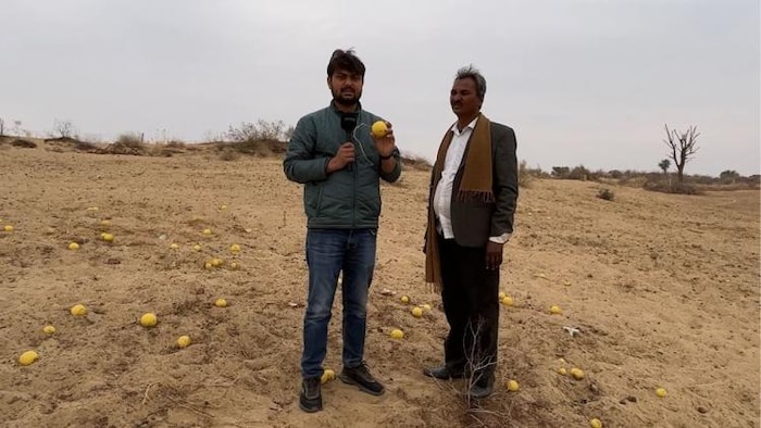 रेगिस्तानी इलाकों में बारिश के मौसम में उगता है तुंबा.