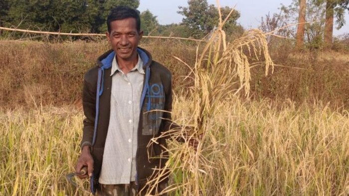 सूखे के कारण खराब हुई धान की फसल को दिखाता किसान फोटोः किसान तक