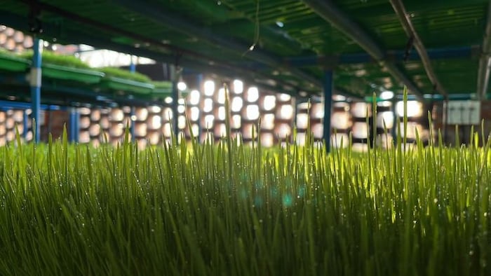 हाइड्रोपॉनिक तकनीक से पुरखाराम ने उगाई है घर में घास. फोटो- सनप्रीत सिंह