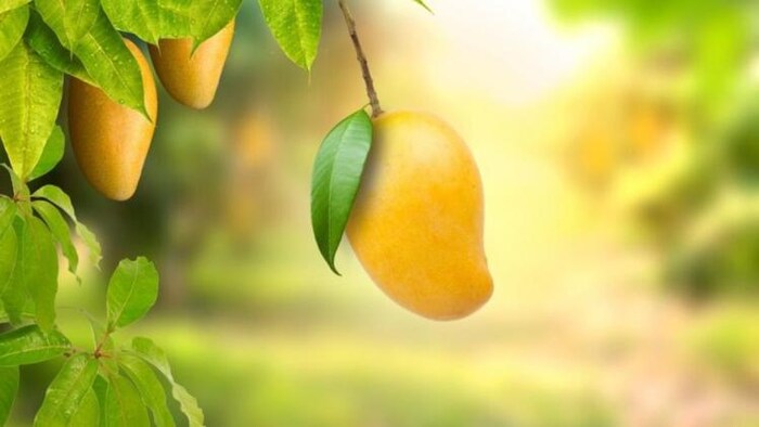 बंगनपल्ली आम अपनी विशेषता के लिए जाना जाता है, आम की सांकेतिक तस्वीर, photo:freepik