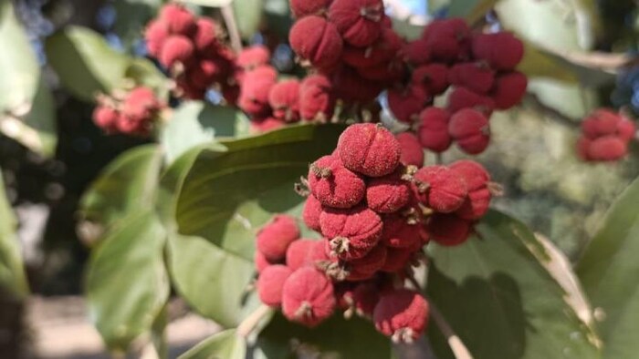 वनोत्पाद के जरिए झारखंड के किसानों की आय बढ़ाने की कोशिश फोटोः किसान तक