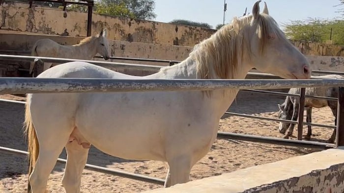 इंडिजिनस हॉर्स सोसाइटी ऑफ इंडिया ने मारवाड़ी घोड़ों की ऊंचाई बढ़ने का दावा किया है. फोटो- किसान तक