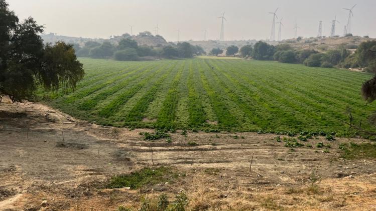 जैसलमेर में मौजूद एक खड़ीन. जिसमें गेहूं और चने की इंटीग्रेटेड फसल लहरा रही है. फोटो- माधव शर्मा