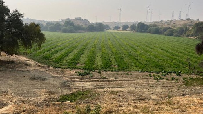 जैसलमेर में खड़ीन खेती कर किसान बढ़ा रहे आमदनी. फोटो- माधव शर्मा