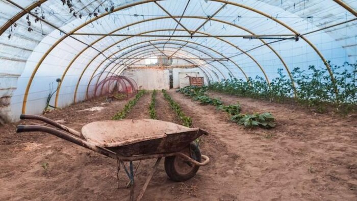 बीते 4 सालों में KVK ने 60 लाख से अधिक किसानों को प्रशिक्षण दिया है. Photo:freepik