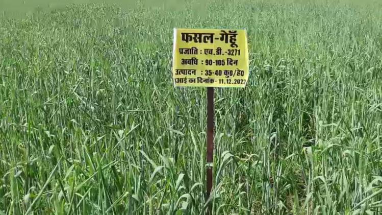चंदौली में गेहूं की फसल पर गर्मी का असर दिखने लगा है