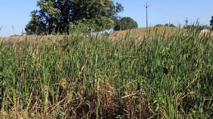 पानी में उगने वाला यह सरपट बहुत उपयोगी है