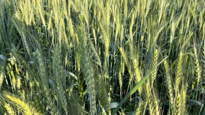तापमान बढ़ने से गेहूं की फसल हो सकती है प्रभावित, फोटो 'किसान तक'