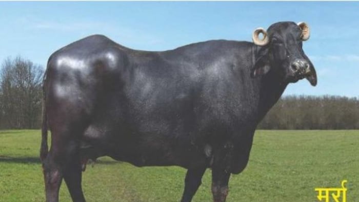 मुर्रा भैंस की देश में सबसे ज्यादा मांग रहती है. फोटो क्रेडिट- ICAR-CIRB