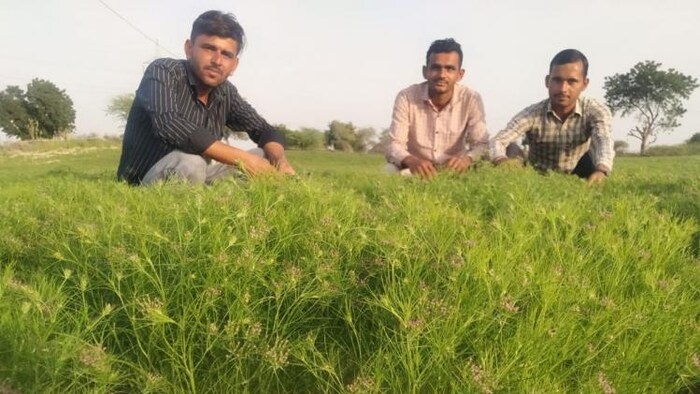 इस साल मिलेगा जीरे का अच्छा भाव. फोटो- भुवनेश राव